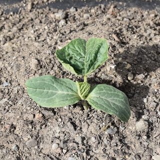 Planting a bottle gourd seedling