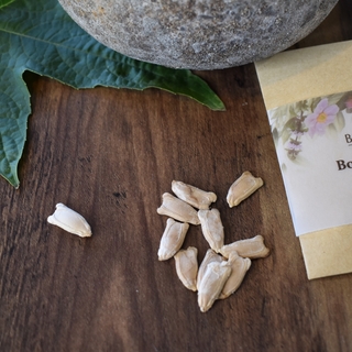 Bottle Gourd Seeds