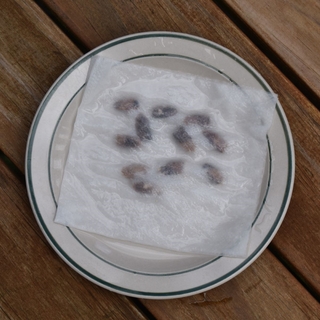 Gourd seeds soaking