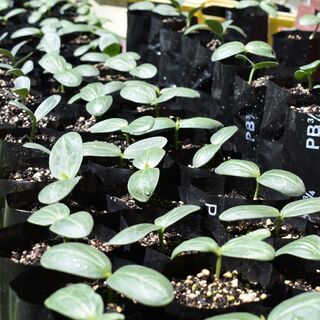 Loofah seedlings in PBs