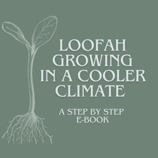 Growing Loofah Ebook